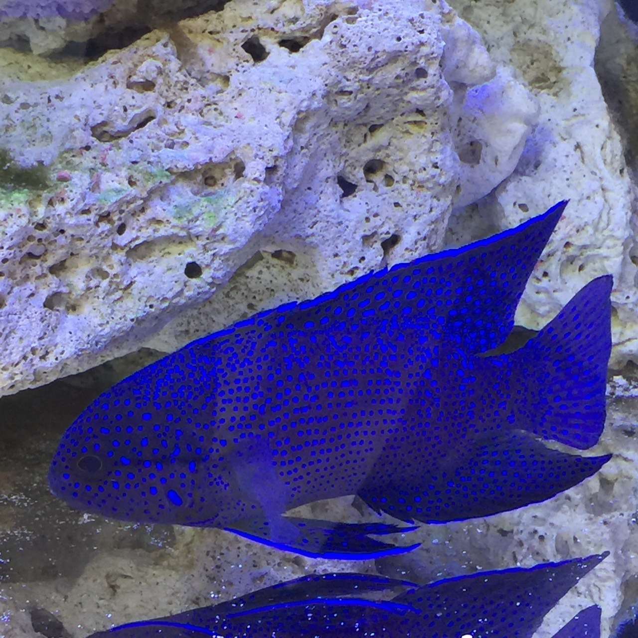珍しいお魚さん、きれいなブルーのウェスタン・ブルー・デビル🐟